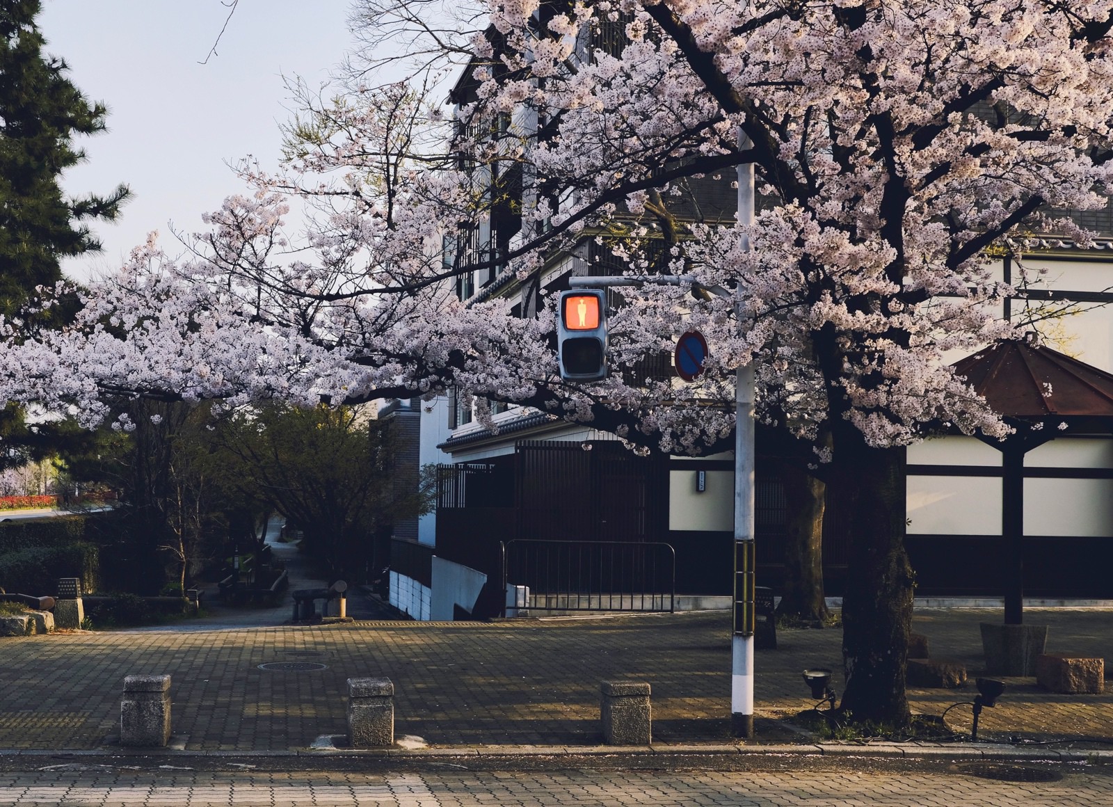 Cherry blossoms on a Kyoto street