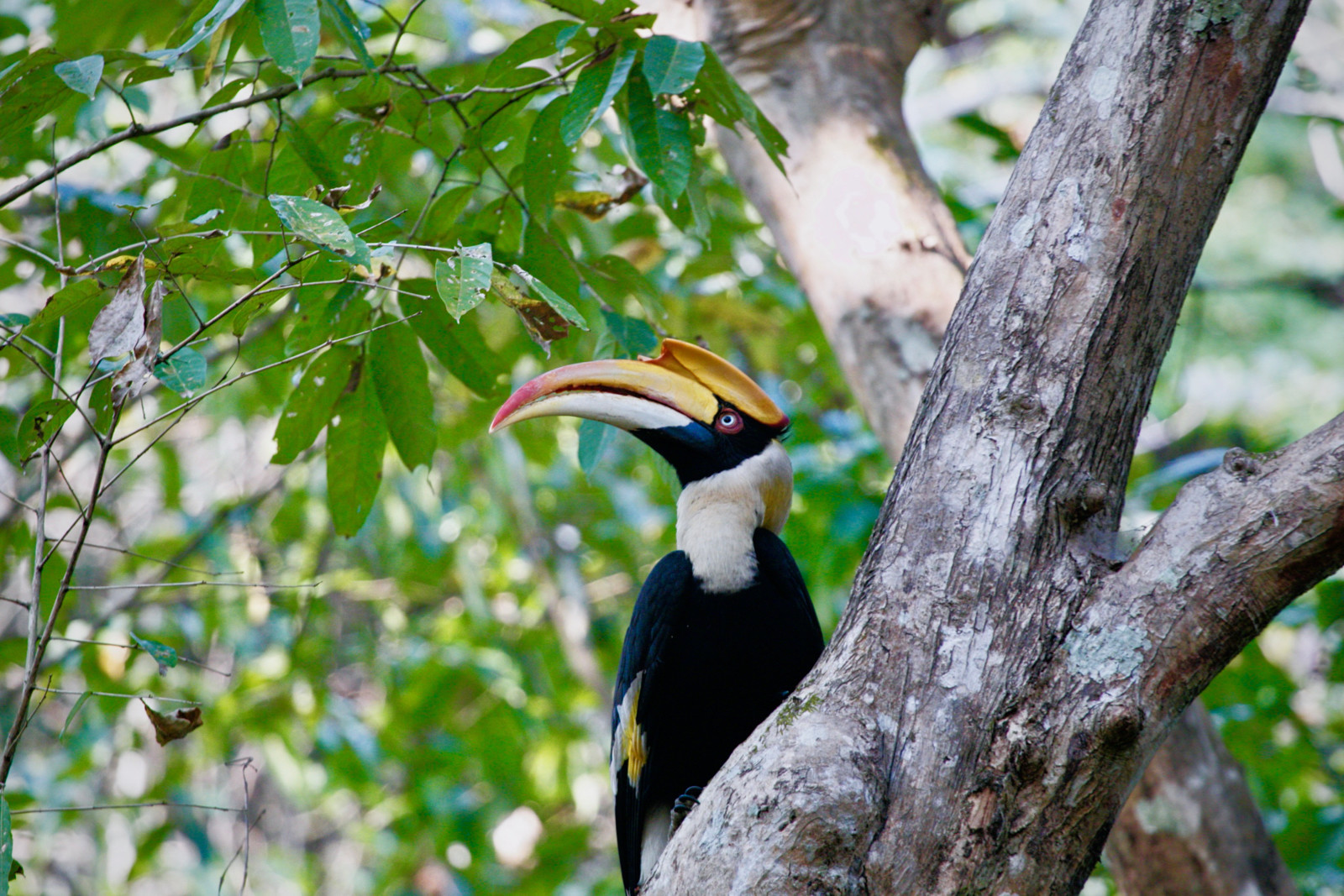 The Great Indian Hornbill perched on a tree