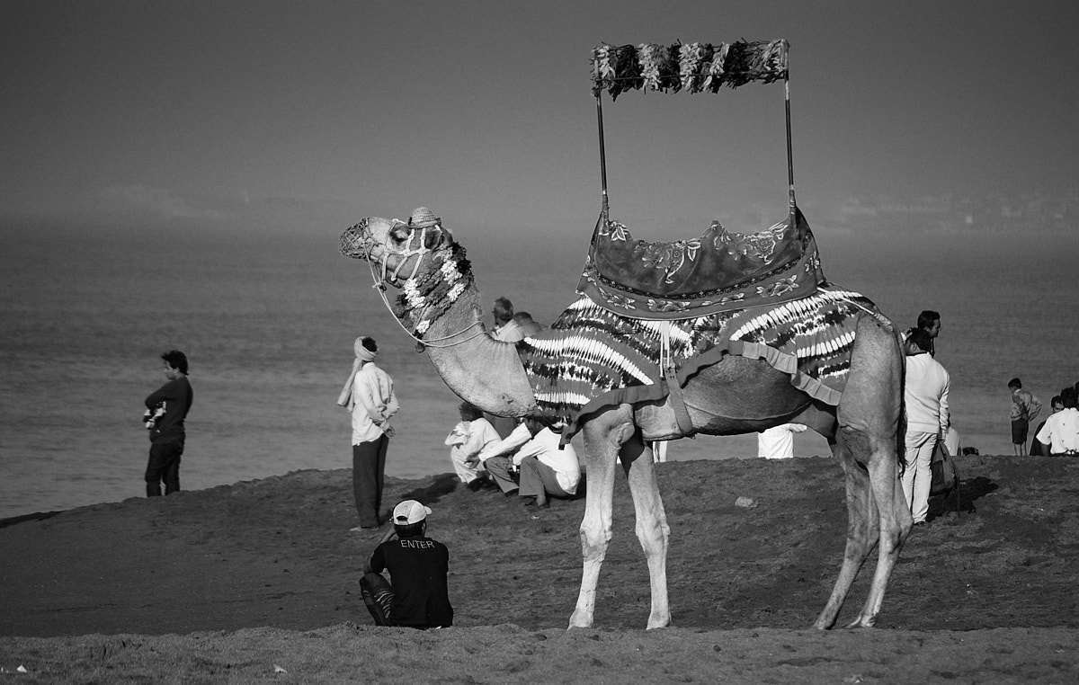 A festooned camel at the beach in Somnath, India