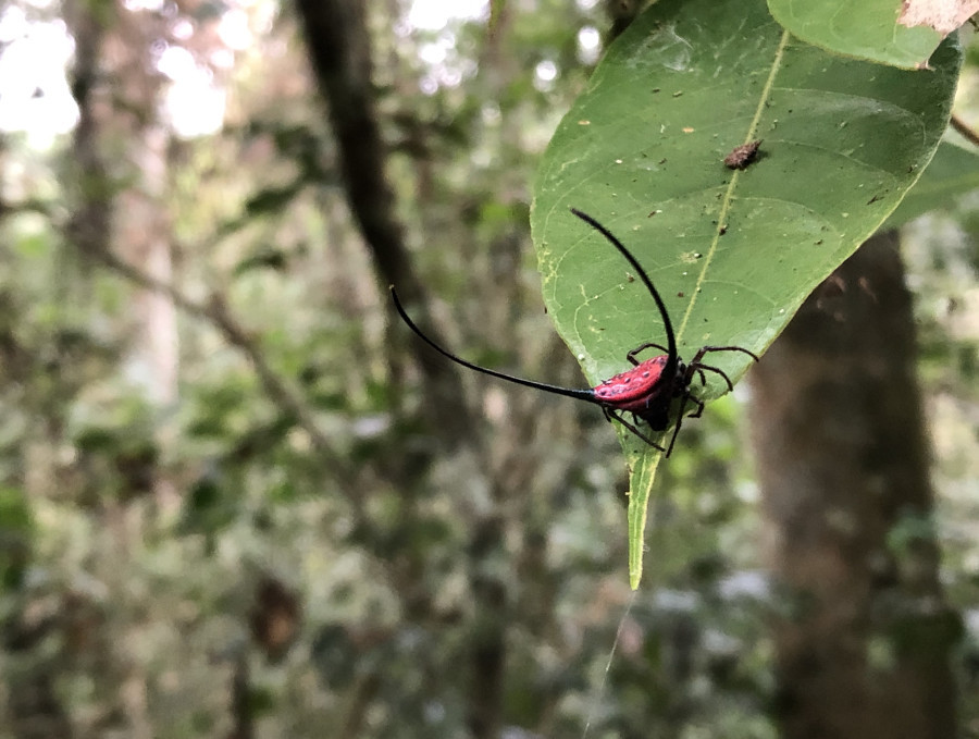 Long-horned Orb-Weaver Spider